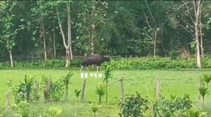 Bison: জঙ্গল থেকে লোকালয়ে বাইসন 