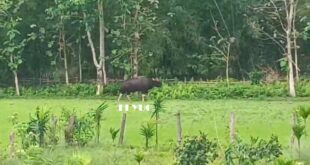 Bison: জঙ্গল থেকে লোকালয়ে বাইসন
