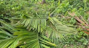 Alipurduar: হাতির হানায় ক্ষতিগ্রস্ত এলাকার বাসিন্দারা 