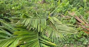 Alipurduar: হাতির হানায় ক্ষতিগ্রস্ত এলাকার বাসিন্দারা