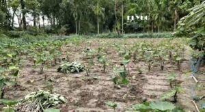 Alipurduar: দক্ষিণ হলদিবাড়িতে বুনো শুয়োরের তাণ্ডবে ক্ষতিগ্রস্ত কচুখেত