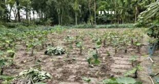 Alipurduar: দক্ষিণ হলদিবাড়িতে বুনো শুয়োরের তাণ্ডবে ক্ষতিগ্রস্ত কচুখেত