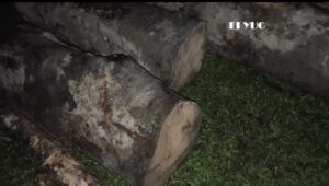 Alipurduar: আলিপুরদুয়ারের প্রচুর কাঠ উদ্ধার 