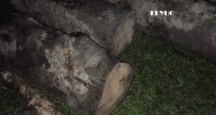 Alipurduar: আলিপুরদুয়ারের প্রচুর কাঠ উদ্ধার
