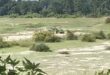 Alipurduar: বালি মাফিয়ারা অনেকটাই সক্রিয় শামুকতলায়
