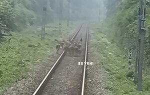 Deer: রেল চালকের তৎপরতায় বেঁচে গেল একপাল হরিণ 