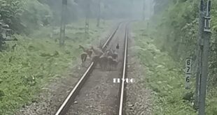 Deer: রেল চালকের তৎপরতায় বেঁচে গেল একপাল হরিণ