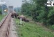 Elephant: ট্রেন চালকের তৎপরতায় বেঁচে গেল হাতির দল