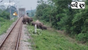 Elephant: ট্রেন চালকের তৎপরতায় বেঁচে গেল হাতির দল 