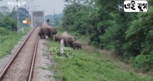 Elephant: ট্রেন চালকের তৎপরতায় বেঁচে গেল হাতির দল