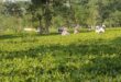 Alipurduar: উত্তরবঙ্গের চা শ্রমিকদের জন্য ৩১৩.৩০ কোটি টাকার নতুন প্রকল্পের ঘোষণা