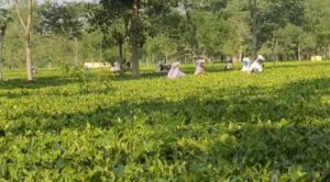 Alipurduar: উত্তরবঙ্গের চা শ্রমিকদের জন্য ৩১৩.৩০ কোটি টাকার নতুন প্রকল্পের ঘোষণা