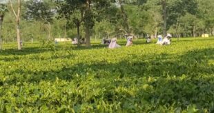 Alipurduar: উত্তরবঙ্গের চা শ্রমিকদের জন্য ৩১৩.৩০ কোটি টাকার নতুন প্রকল্পের ঘোষণা