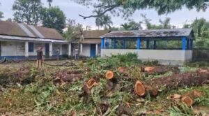 Alipurduar: শতাব্দী প্রাচীন গাছে ফাটল ,বন্ধ স্কুল কয়েক দিন ধরে 