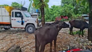 Alipurduar: ভাড়া করা গাড়িতেই পাচার গরু মহিষ