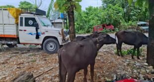 Alipurduar: ভাড়া করা গাড়িতেই পাচার গরু মহিষ