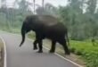 Elephant: সাতসকালে এলাকায় গজরাজের ছোটাছুটি ,আতঙ্কে বাসিন্দারা