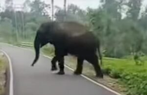 Elephant: সাতসকালে এলাকায় গজরাজের ছোটাছুটি ,আতঙ্কে বাসিন্দারা