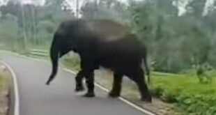 Elephant: সাতসকালে এলাকায় গজরাজের ছোটাছুটি ,আতঙ্কে বাসিন্দারা