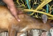 Deer: রাঙালিবাজনায় উদ্ধার পূর্ণবয়স্ক মাদা হরিণ