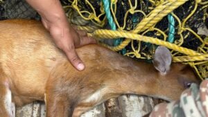 Deer: রাঙালিবাজনায় উদ্ধার পূর্ণবয়স্ক মাদা হরিণ 