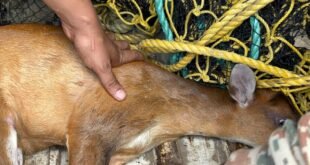 Deer: রাঙালিবাজনায় উদ্ধার পূর্ণবয়স্ক মাদা হরিণ