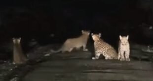 Leopard: চা বাগানে দেখা মিললো একসাথে চারটি চিতাবাঘের শাবকের ,চাঞ্চল্য এলাকায়