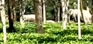 elephant: দিনের বেলায় লোকালয়ে ঘুরে বেড়াচ্ছে তিনটি হাতি ,আতঙ্ক এলাকায়
