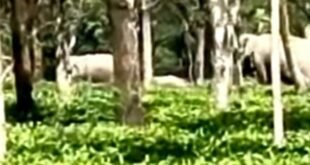elephant: দিনের বেলায় লোকালয়ে ঘুরে বেড়াচ্ছে তিনটি হাতি ,আতঙ্ক এলাকায়