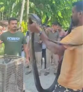 king cobra: উদ্ধার বারো ফুট দীর্ঘ একটি কিং কোবরা সাপ ,চাঞ্চল্য এলাকায়