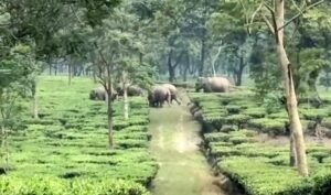elephant: চা বাগানে হাতির পাল ,বন কর্মীরা তৎপরতার সাথে ফেরত পাঠালেন বনে