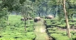 elephant: চা বাগানে হাতির পাল ,বন কর্মীরা তৎপরতার সাথে ফেরত পাঠালেন বনে
